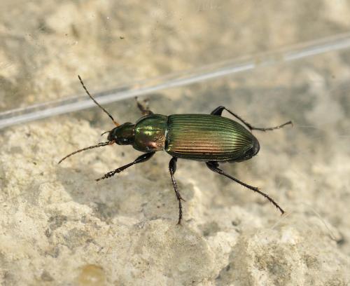 Réf. 280 634 : Poecilus cupreus